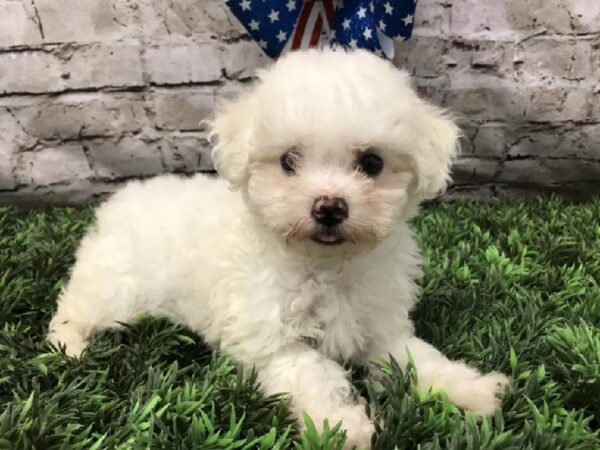 Bichon DOG Female White 5611 Petland Robinson, PA