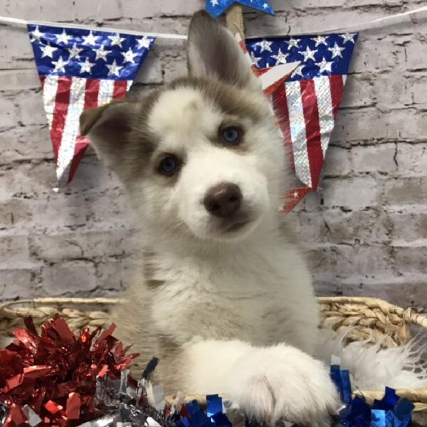 Siberian Husky DOG Male Red / White 5599 Petland Robinson, PA