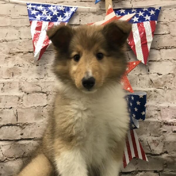 Collie DOG Female Sable / White 5610 Petland Robinson, PA