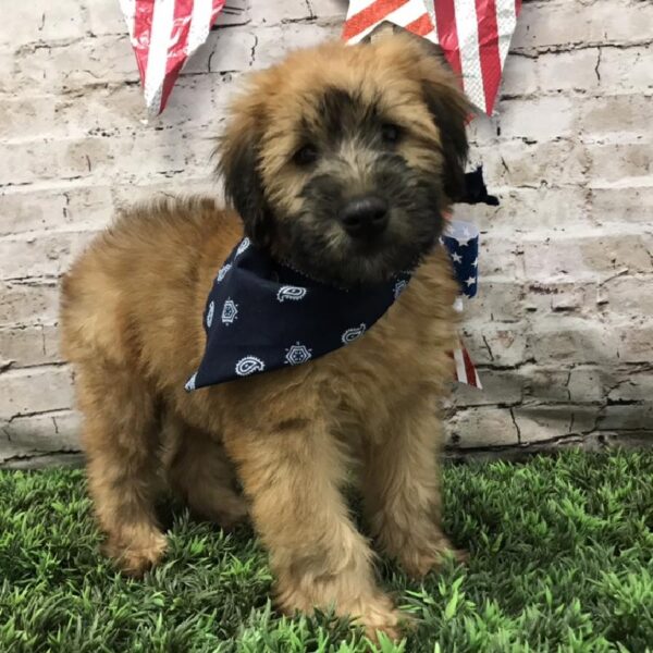 Soft Coated Wheaten Terrier-DOG-Male-Wheaten-5606-Petland Robinson, Pittsburgh, PA