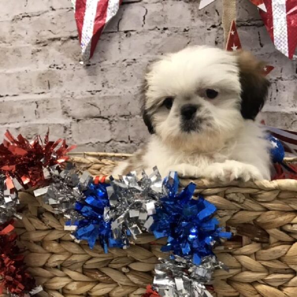 Shih Tzu-DOG-Male-Brindle / White-5605-Petland Robinson, Pittsburgh, PA