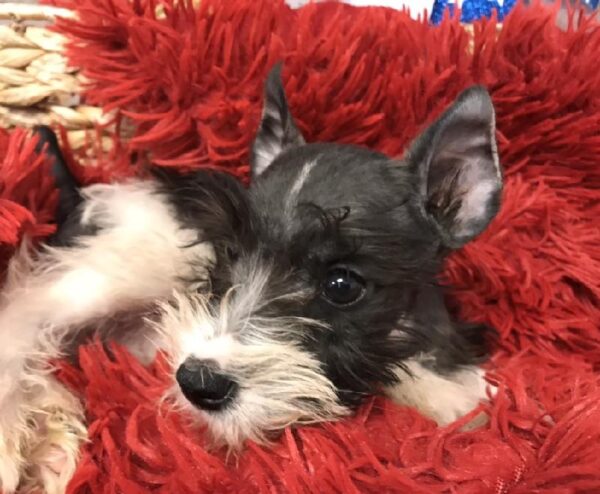 Mini Schnauzer-DOG-Male-Black / White-5603-Petland Robinson, PA