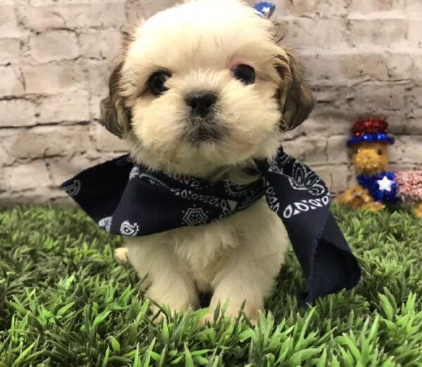 Teddy Bear-DOG-Female-Gold / White-5601-Petland Robinson, Pittsburgh, PA
