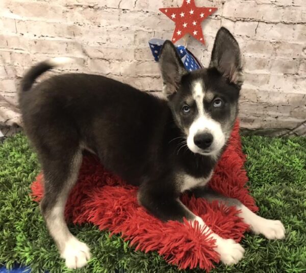 Siberian Husky-DOG-Female-Black Tan and White-5612-Petland Robinson, Pittsburgh, PA