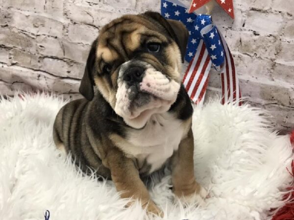 English Bulldog DOG Female Red and White 5613 Petland Robinson, PA