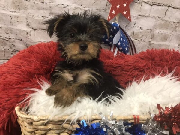 Yorkie DOG Male Black and Tan 5614 Petland Robinson, PA