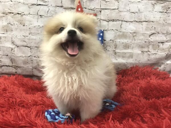 Pomeranian DOG Male Sable 5615 Petland Robinson, PA