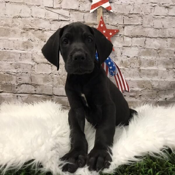 Great Dane DOG Male Black 5622 Petland Robinson, PA