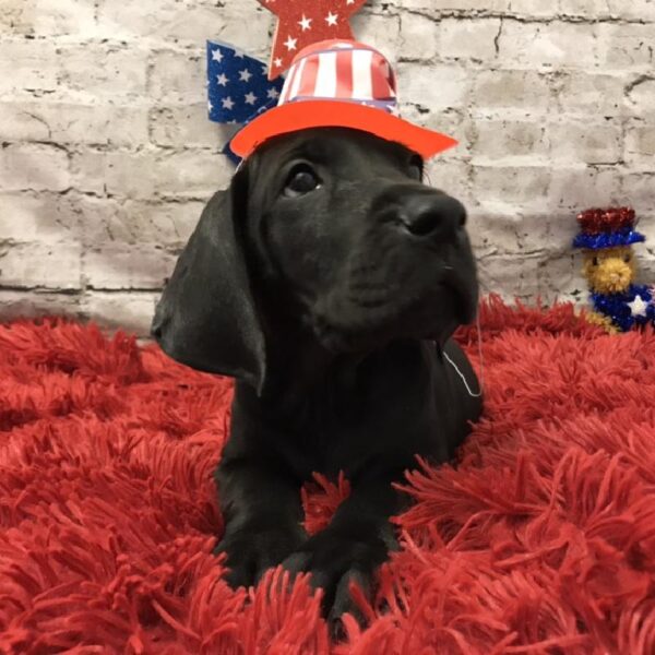 Great Dane-DOG-Female-Black-5623-Petland Robinson, Pittsburgh, PA