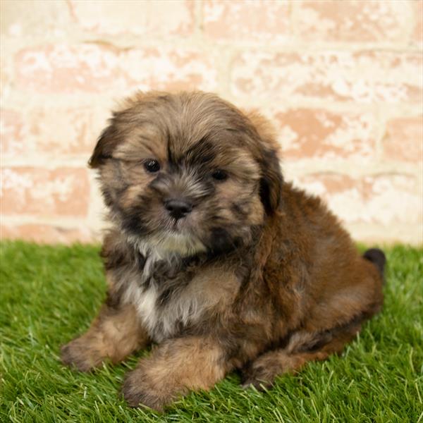 Shorkie DOG Male Gold Sable 5630 Petland Robinson, PA