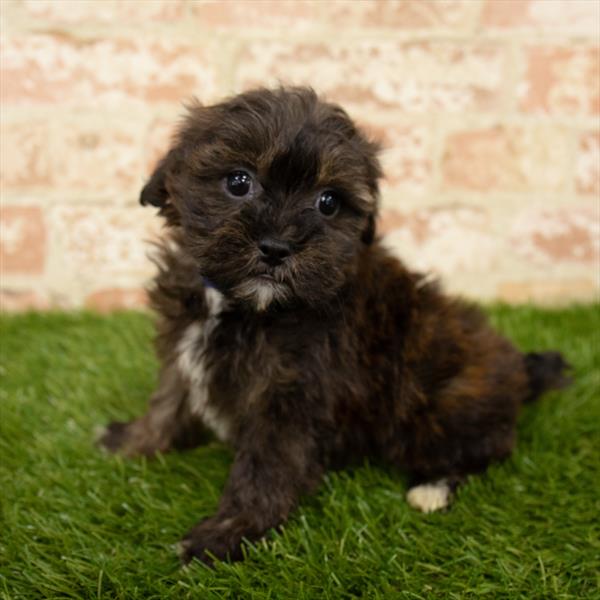 Shorkie-DOG-Female-Grizzle-5631-Petland Robinson, Pittsburgh, PA