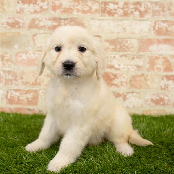Golden Retriever-DOG-Female-Light Golden-5632-Petland Robinson, Pittsburgh, PA
