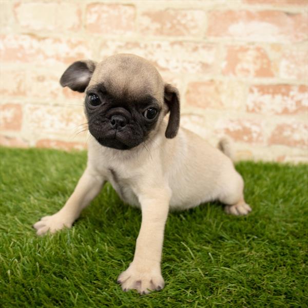 Pug-DOG-Male-Fawn-5633-Petland Robinson, Pittsburgh, PA