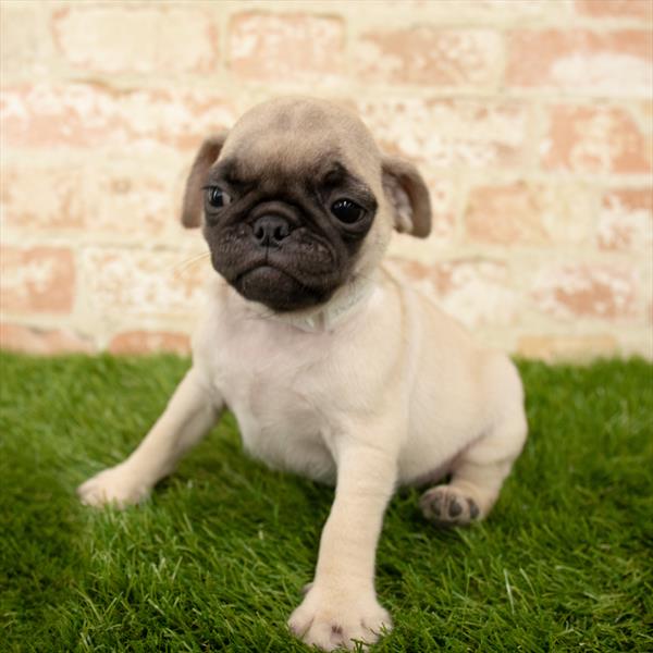 Pug-DOG-Female-Fawn-5634-Petland Robinson, Pittsburgh, PA
