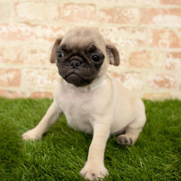 Pug DOG Female Fawn 5634 Petland Robinson, PA