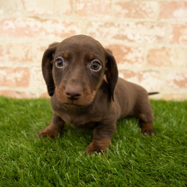 Dachshund DOG Male Chocolate / Tan 5635 Petland Robinson, PA