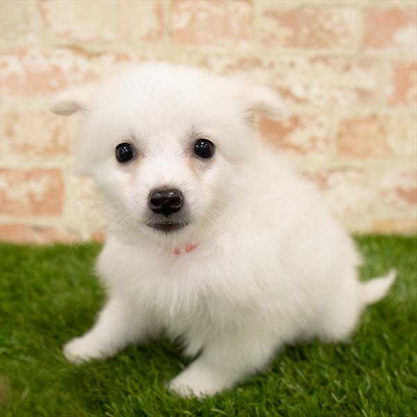 American Eskimo-DOG-Male-White-5636-Petland Robinson, PA