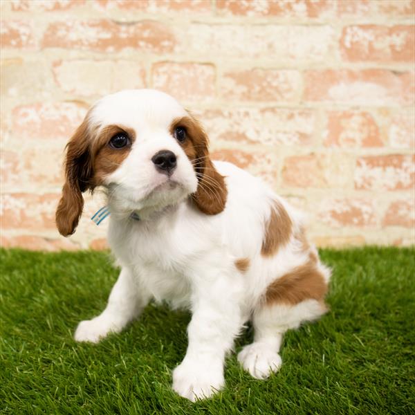 Cavalier King Charles Spaniel-DOG-Female-Blenheim-5637-Petland Robinson, Pittsburgh, PA