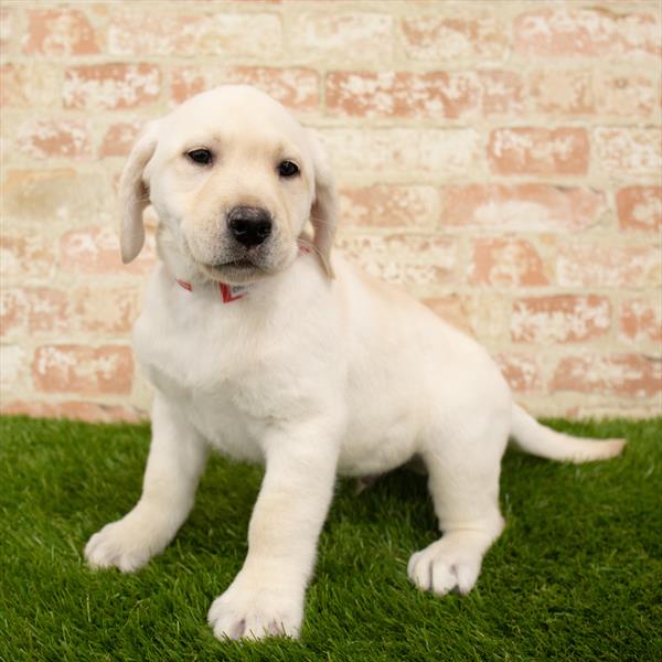 Labrador Retriever DOG Male Yellow 5638 Petland Robinson, PA