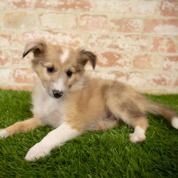 Sheltie DOG Male Sable / White 5639 Petland Robinson, PA