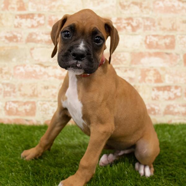 Boxer DOG Male Fawn 5640 Petland Robinson, PA