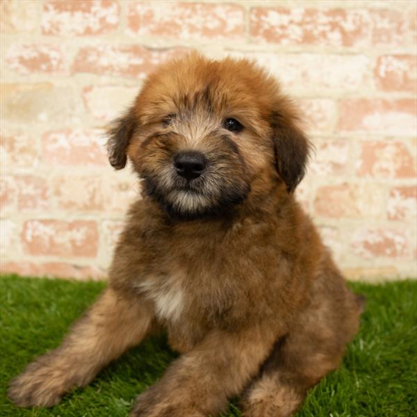 Soft Coated Wheaten Terrier DOG Male Wheaten 5641 Petland Robinson, PA