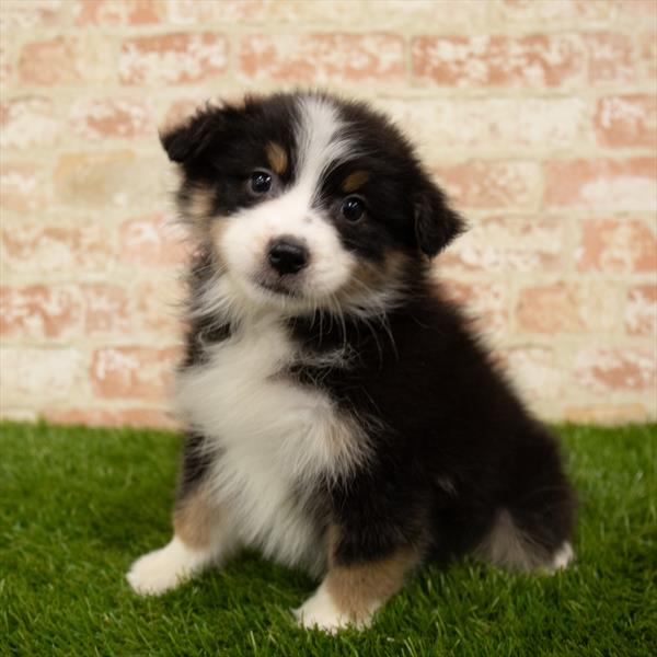 Australian Shepherd DOG Female Black Tan / White 5642 Petland Robinson, PA