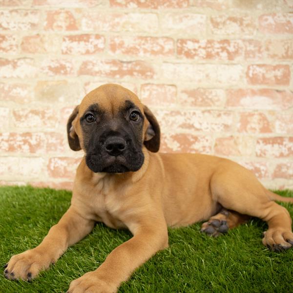 Bullmastiff DOG Female Red 5643 Petland Robinson, PA