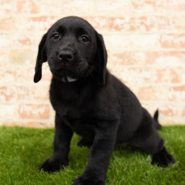 Labrador Retriever-DOG-Female-Black-5644-Petland Robinson, Pittsburgh, PA