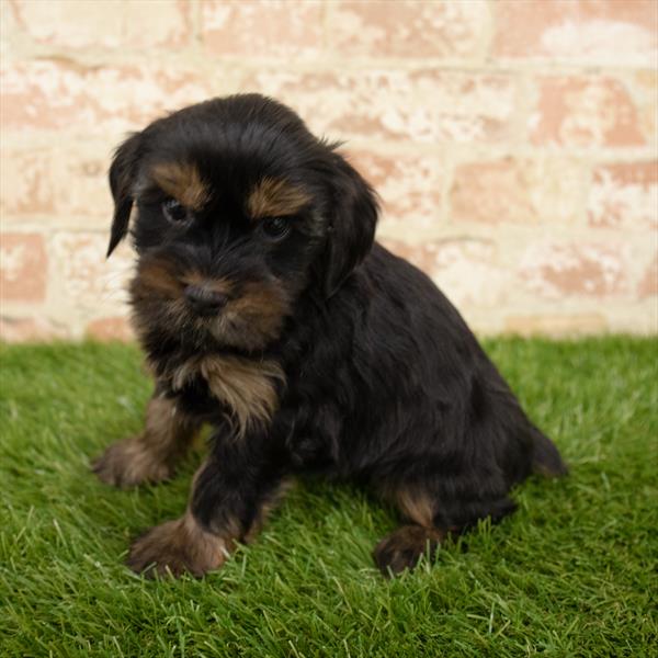 Morkie-DOG-Female-Black / Tan-5645-Petland Robinson, Pittsburgh, PA