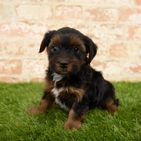 Morkie DOG Female Black / Tan 5646 Petland Robinson, PA