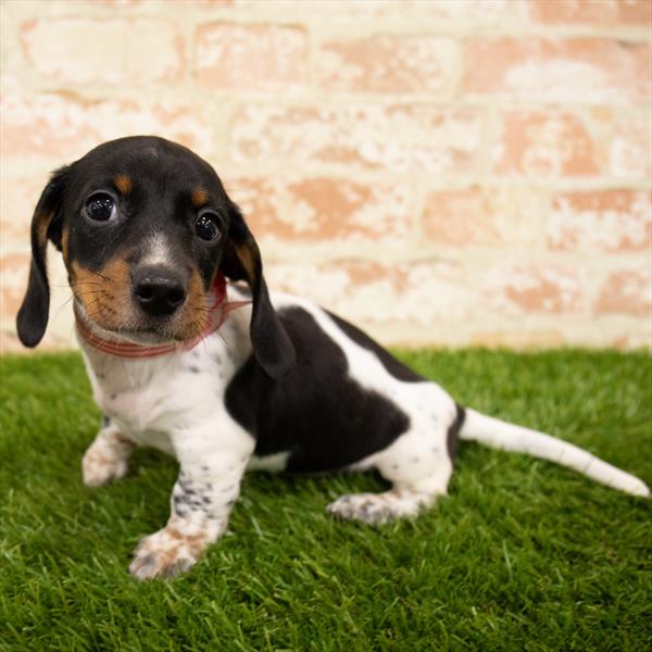 Dachshund DOG Male Black / Tan 5647 Petland Robinson, PA