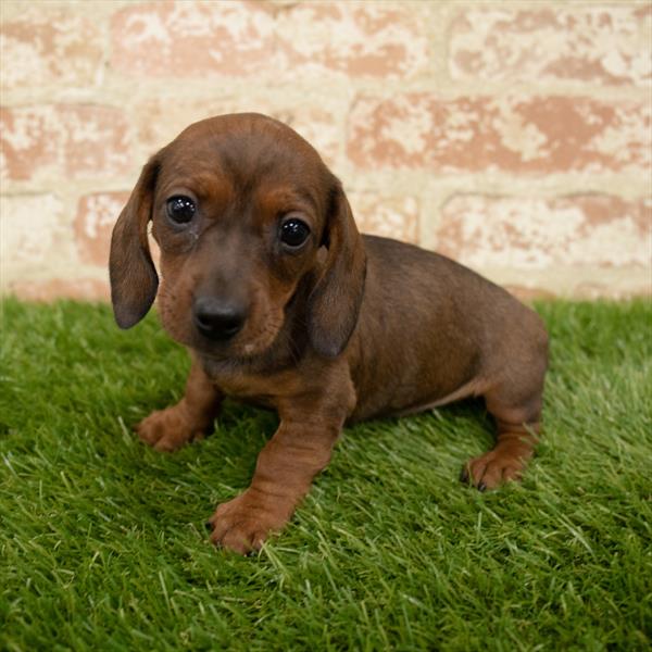 Dachshund DOG Female Wild Boar 5648 Petland Robinson, PA