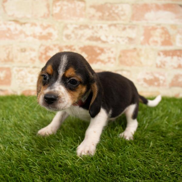 Beagle DOG Male Black White / Tan 5649 Petland Robinson, PA