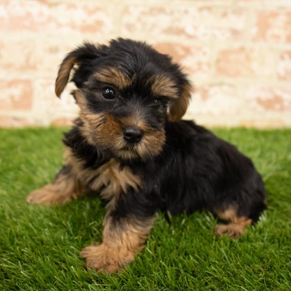 Yorkie-DOG-Female-Black / Tan-5652-Petland Robinson, Pittsburgh, PA