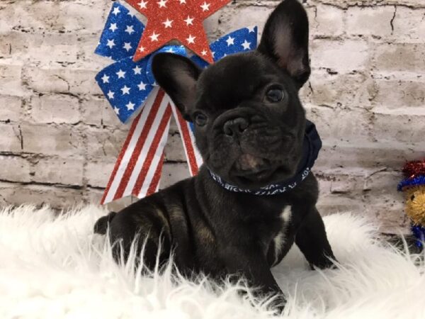French Bulldog-DOG-Male-Brindle-5657-Petland Robinson, Pittsburgh, PA