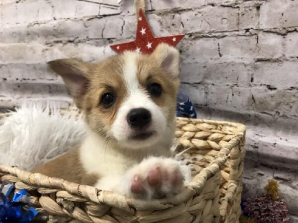 Pembroke Welsh Corgi-DOG-Female-Red-5658-Petland Robinson, Pittsburgh, PA