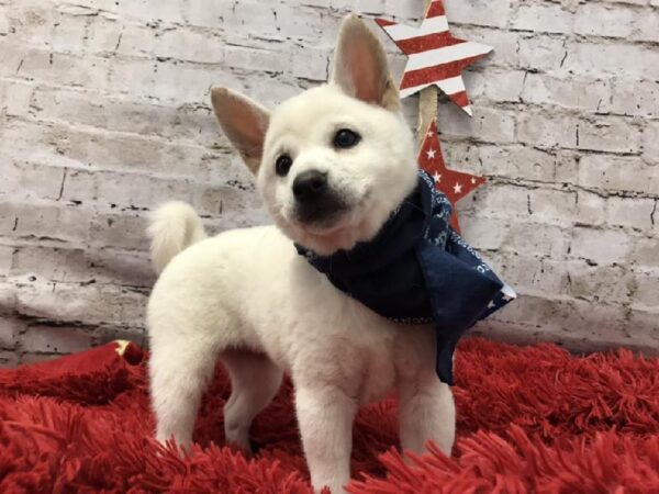 Shiba Inu-DOG-Female-Cream-5654-Petland Robinson, Pittsburgh, PA