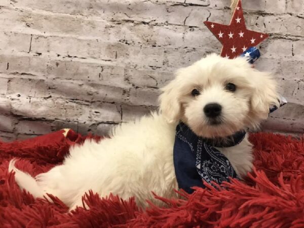 Coton De Tulear-DOG-Male-White-5655-Petland Robinson, Pittsburgh, PA