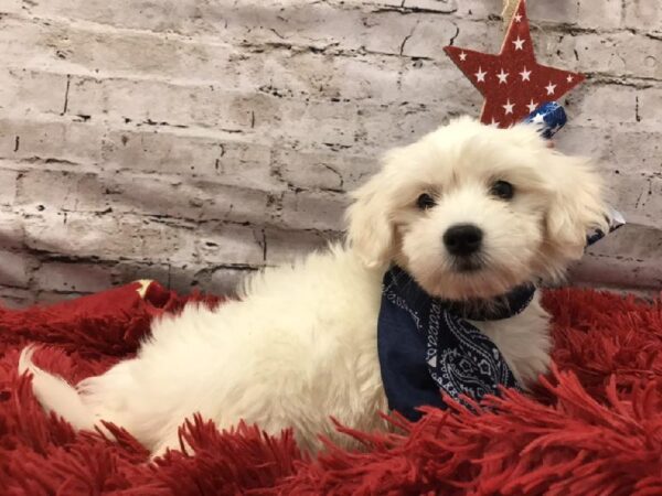 Coton De Tulear-DOG-Male-White-5655-Petland Robinson, PA