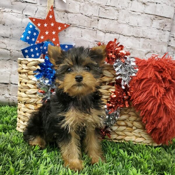 Yorkie DOG Male Black and Tan 5656 Petland Robinson, PA