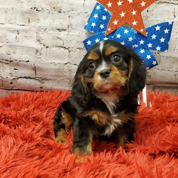 Cavalier King Charles Spaniel-DOG-Male-Black and Tan-5653-Petland Robinson, Pittsburgh, PA