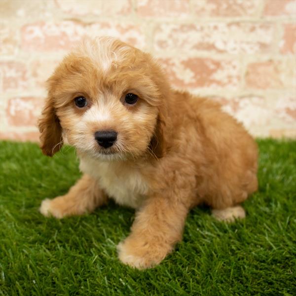 Cockapoo-DOG-Male-Red-5673-Petland Robinson, Pittsburgh, PA