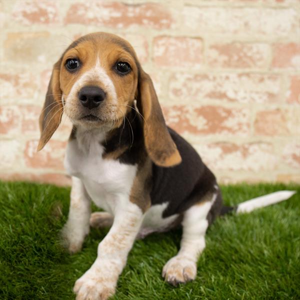 Beagle DOG Male Black White / Tan 5674 Petland Robinson, PA