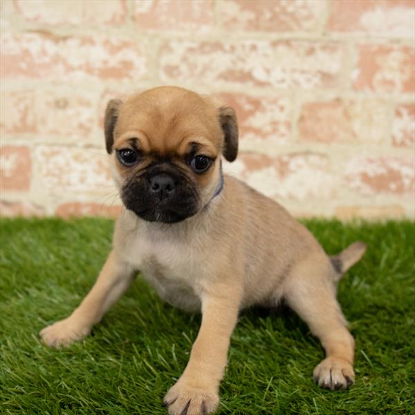 Puggle-DOG-Female-Fawn-5675-Petland Robinson, Pittsburgh, PA