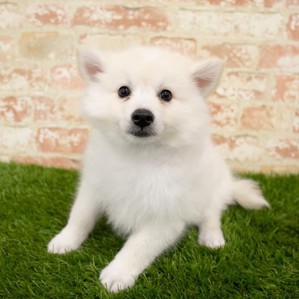 American Eskimo-DOG-Male-White-5676-Petland Robinson, PA