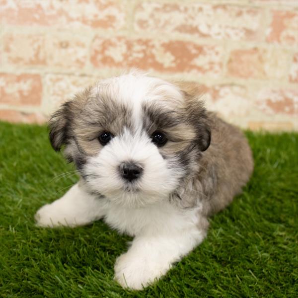 Malshi-DOG-Female-Gold / White-5677-Petland Robinson, PA