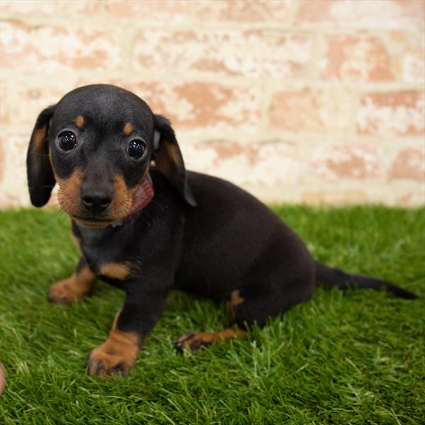 Dachshund DOG Female Black / Tan 5678 Petland Robinson, PA