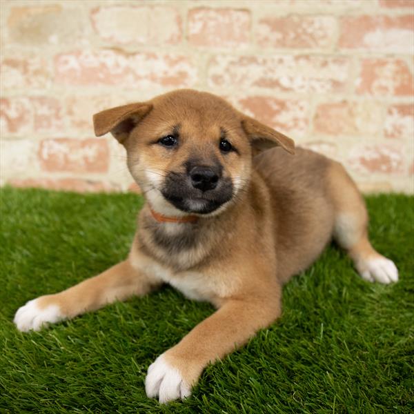 Shiba Inu-DOG-Male-Red-5679-Petland Robinson, Pittsburgh, PA