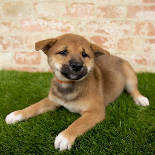 Shiba Inu DOG Male Red 5679 Petland Robinson, PA